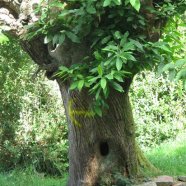 Pellegrinaggio a Santiago de Compostela